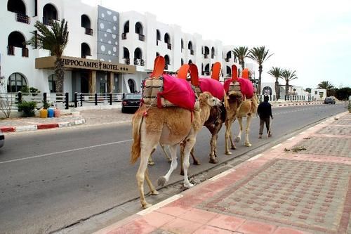 Hippocampe Hotel